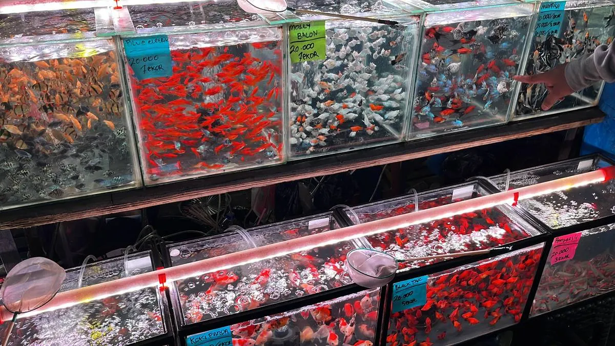 Mengapa Pusat Ikan Hias Jeruklegi Jadi Pilihan Warga Cilacap?
